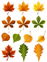 Obraz premium autumn leaves