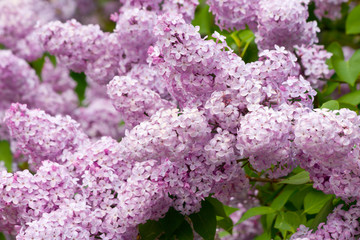 Plakaty  Lilac with leaves