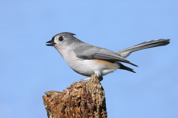 Titmouse On A Stump