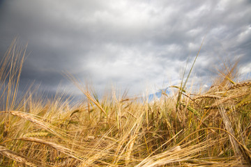Fototapeta na wymiar Wheaten field