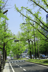 新緑の御堂筋