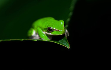 green tree frog