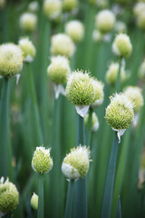 Obraz premium 葱坊主