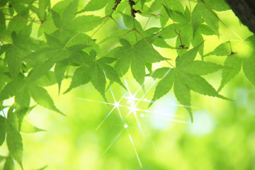 もみじの新緑