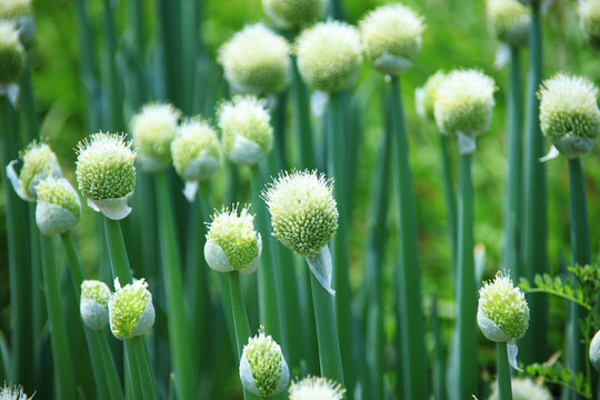 218 Best 葱坊主 Images Stock Photos Vectors Adobe Stock