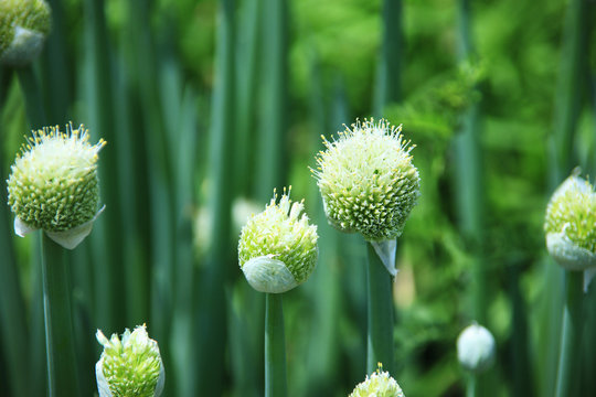 218 Best 葱坊主 Images Stock Photos Vectors Adobe Stock