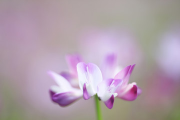 Fototapeta premium 蓮華