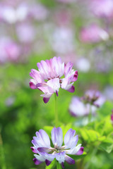 Fototapeta premium 蓮華