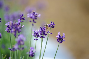 ハチとラベンダー