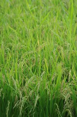 Obraz premium 雨上がりの稲