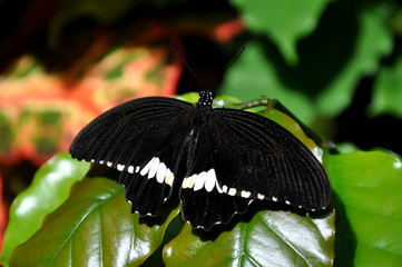A Male Common Mormon