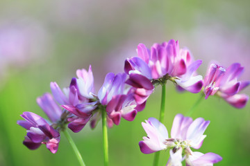 Fototapeta premium レンゲ