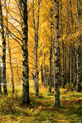 Fototapeta premium Autumnal forest