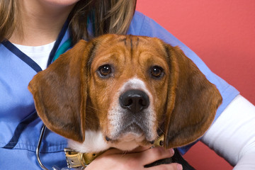 Veterinarian With a Beagle
