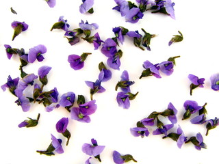 Super Macro Floral Background © Gold Coast Girl