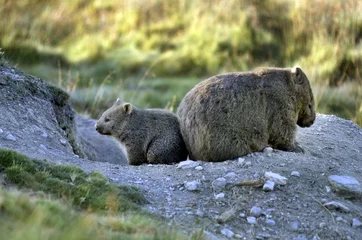 Photo sur Plexiglas Mont Cradle Wombat australien