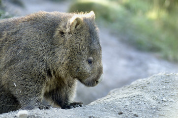 Australian Wombat
