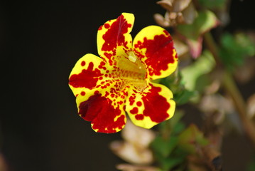 fleur