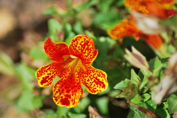 fleur