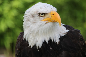 Weisskopfseeadler 17