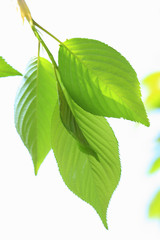 Fototapeta premium 新緑