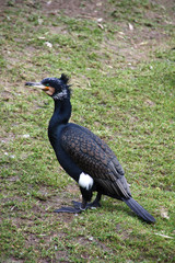 Kormoran im Grünen