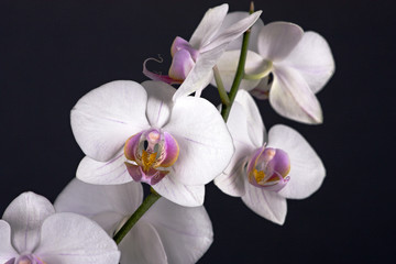 Naklejka na ściany i meble Beautiful flower orchid