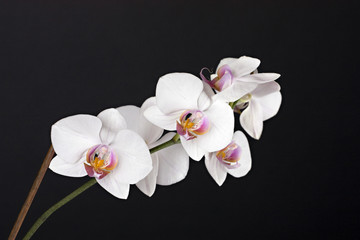 Fototapeta premium Beautiful flower orchid