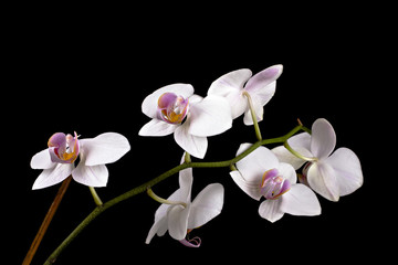 Naklejka na ściany i meble Beautiful flower orchid