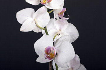 Obraz na płótnie Canvas Beautiful flower orchid