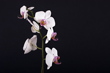 Fototapeta na wymiar Beautiful flower orchid