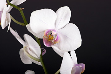 Fototapeta na wymiar Beautiful flower orchid