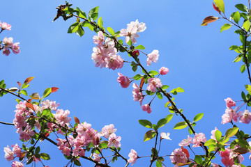 花海棠（はなかいどう）
