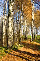 Fototapeta premium Autumnal forest