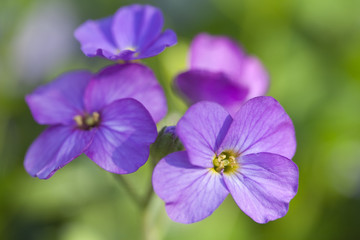 Purple Flowers