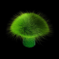 Green Hairy mushroom