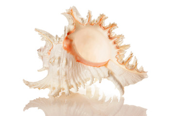 Shell