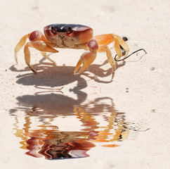 Crab on a beach
