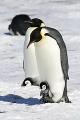 Cercles muraux Pingouin Manchots empereurs sur la banquise dans la mer de Weddell, Antarctique