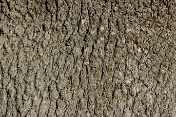 The old trunk, auxiliary view.