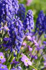 Traubenhyazinthen und Blaukissen