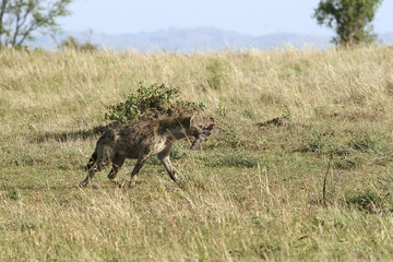 Spotted hyena (Crocuta crocuta)