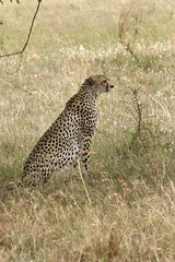 Cheetah (Acinonyx jubatus)