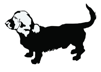 basset