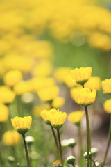 Obraz premium ムルチコーレ