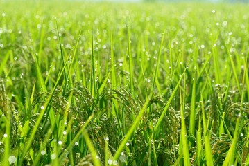 朝露に濡れる稲