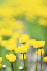 Fototapeta premium ムルチコーレ