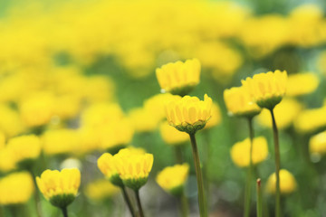 Obraz premium ムルチコーレ