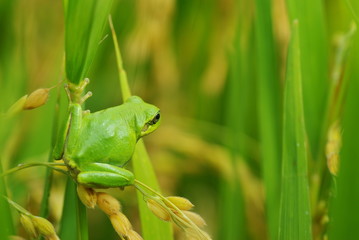 稲穂とカエル