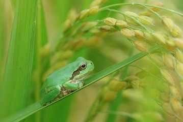 カエルと稲穂